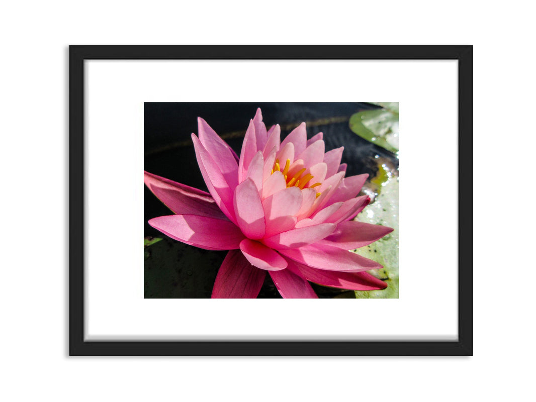 6931e60969a9d70b9e33c35a_pink-water-lily_1791123509885.jpg
