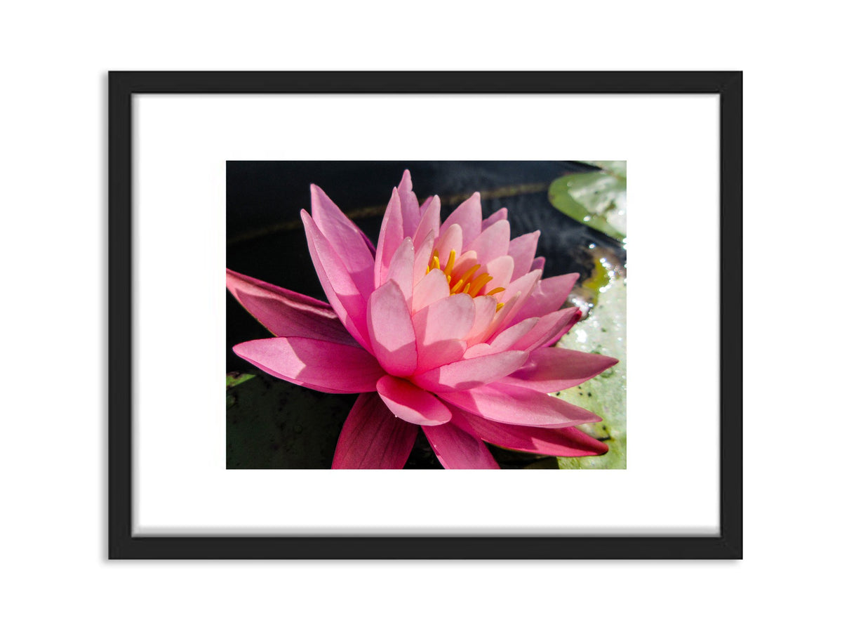 6931e60969a9d70b9e33c35a_pink-water-lily_1791123509885.jpg
