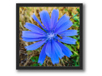 6931e60969a9d70b9e33c35a_square-value-frame-blueflower-nomat_1791122833119.jpg