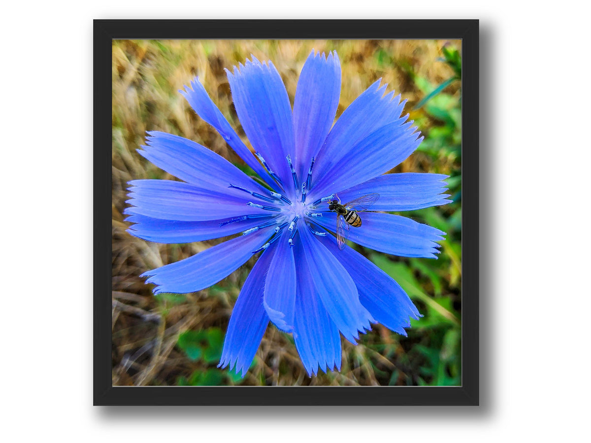 6931e60969a9d70b9e33c35a_square-value-frame-blueflower-nomat_1791122833119.jpg
