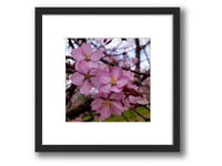 6931e60969a9d70b9e33c35a_square-value-frame-cherry-blossom_1791122549930.jpg