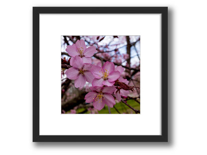 6931e60969a9d70b9e33c35a_square-value-frame-cherry-blossom_1791122549930.jpg