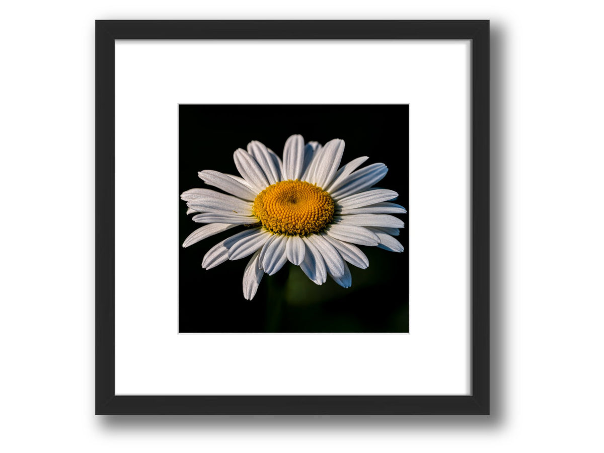 6931e60969a9d70b9e33c35a_square-value-frame-daisy_1791122932810.jpg