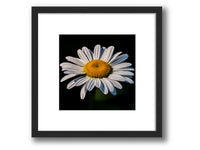 6931e60969a9d70b9e33c35a_square-value-frame-daisy_1791122932810.jpg