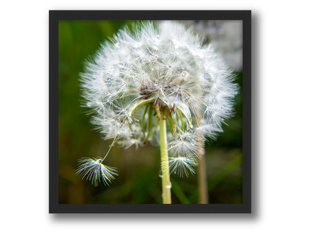 6931e60969a9d70b9e33c35a_square-value-frame-dandelion-nomat_1791120141525.jpg