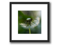 6931e60969a9d70b9e33c35a_square-value-frame-dandelion2_1791123693225.jpg