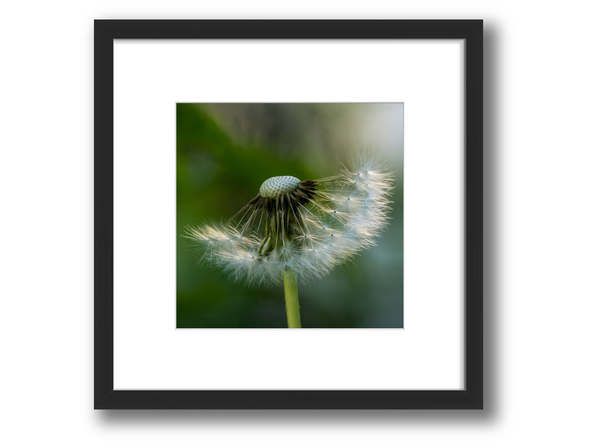 6931e60969a9d70b9e33c35a_square-value-frame-dandelion2_1791123693225.jpg