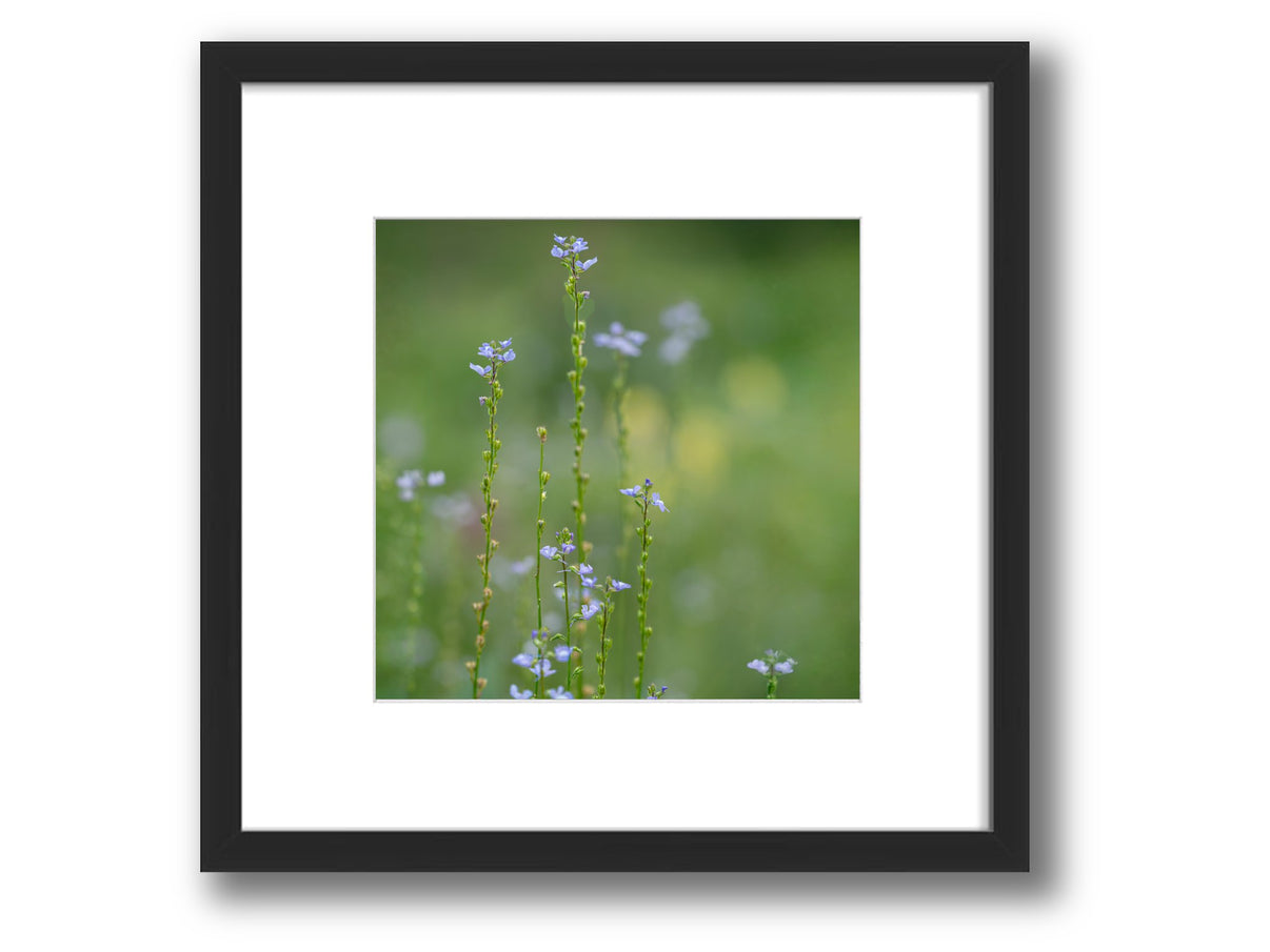 6931e60969a9d70b9e33c35a_square-value-frame-toadflax_1784410785591.jpg
