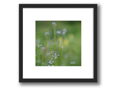 6931e60969a9d70b9e33c35a_square-value-frame-toadflax_1784410785591.jpg