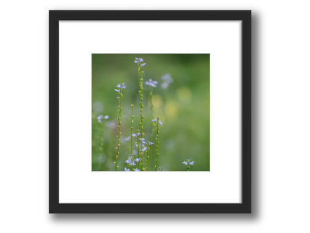 6931e60969a9d70b9e33c35a_square-value-frame-toadflax_1784410785591.jpg