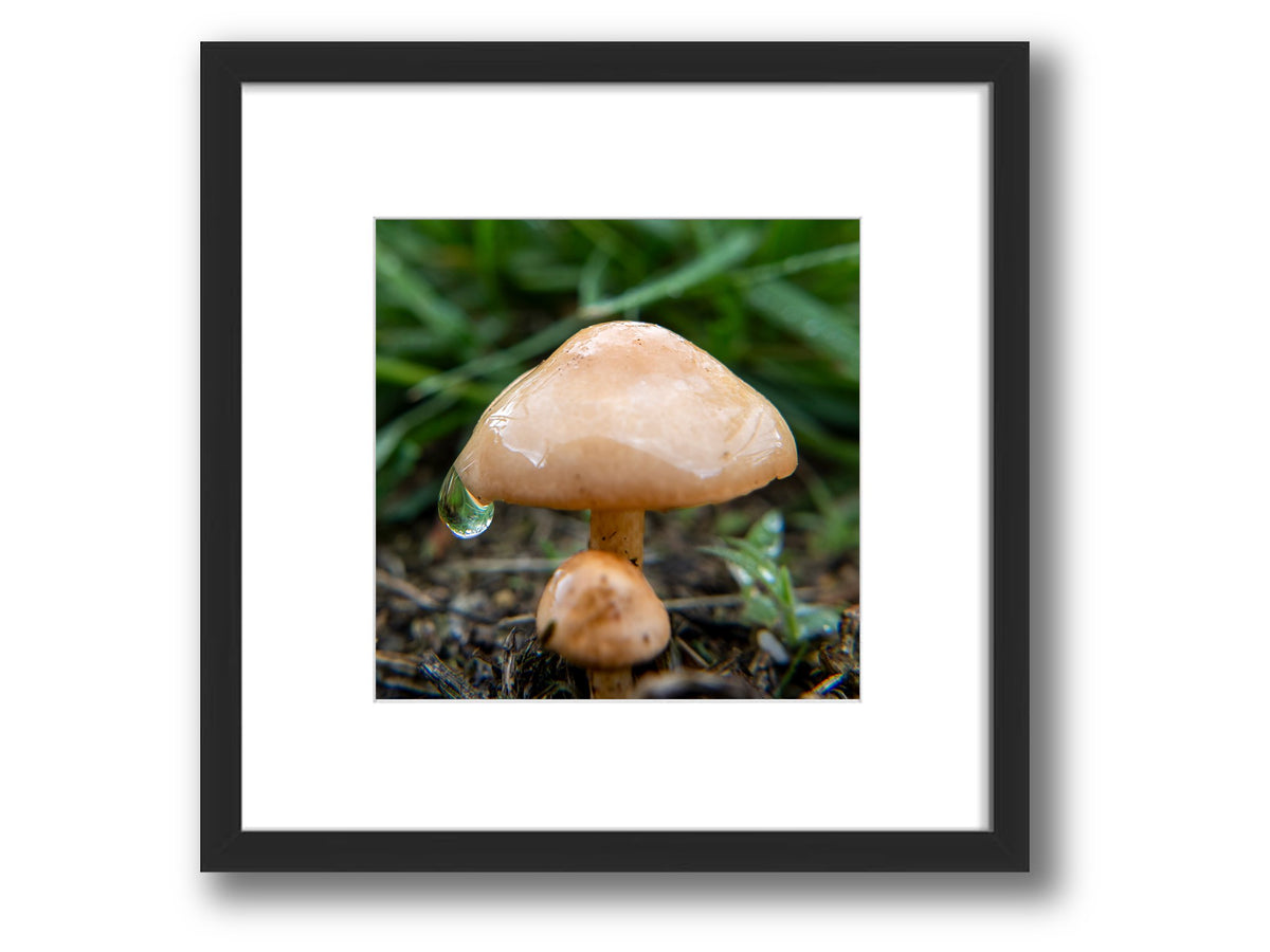 6931e60969a9d70b9e33c35a_square-value-frame-water-drop-mushroom_1791123811567.jpg