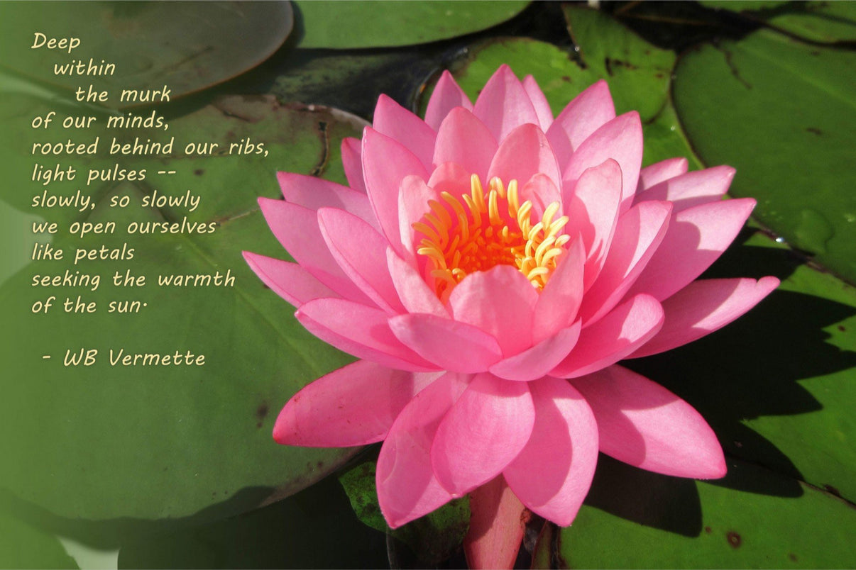 6931e60969a9d70b9e33c35a_water-lily-poem-019e3639-0c71-7332-9823-a5d0988c8e89_1779026269868.jpeg