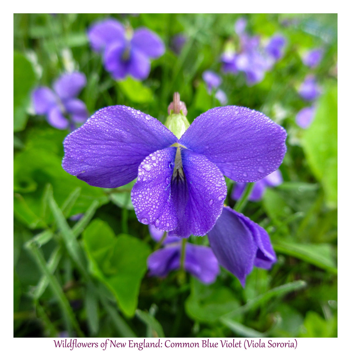 6931e60969a9d70b9e33c35a_wild-flowers-of-new-england-common-blue-violet-viola-sororia-_1782653591688.jpg