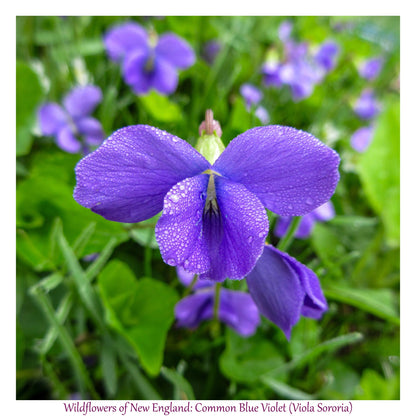6931e60969a9d70b9e33c35a_wild-flowers-of-new-england-common-blue-violet-viola-sororia-_1782653591688.jpg
