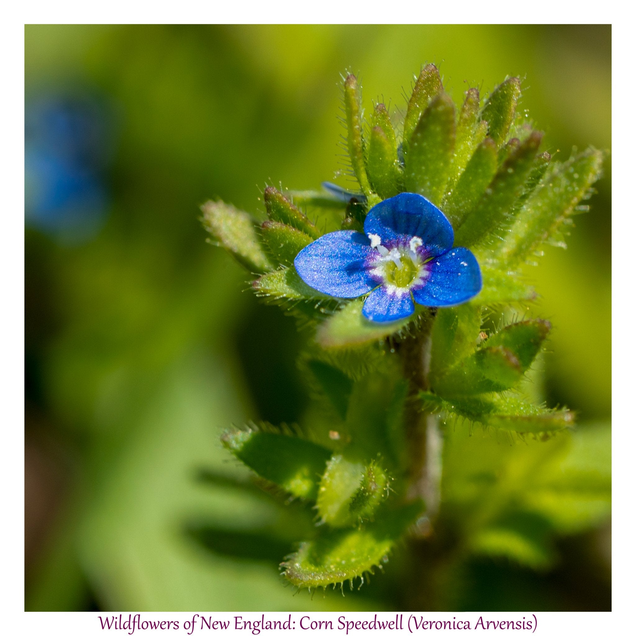 6931e60969a9d70b9e33c35a_wild-flowers-of-new-england-corn-speedwell_1782653591689.jpg