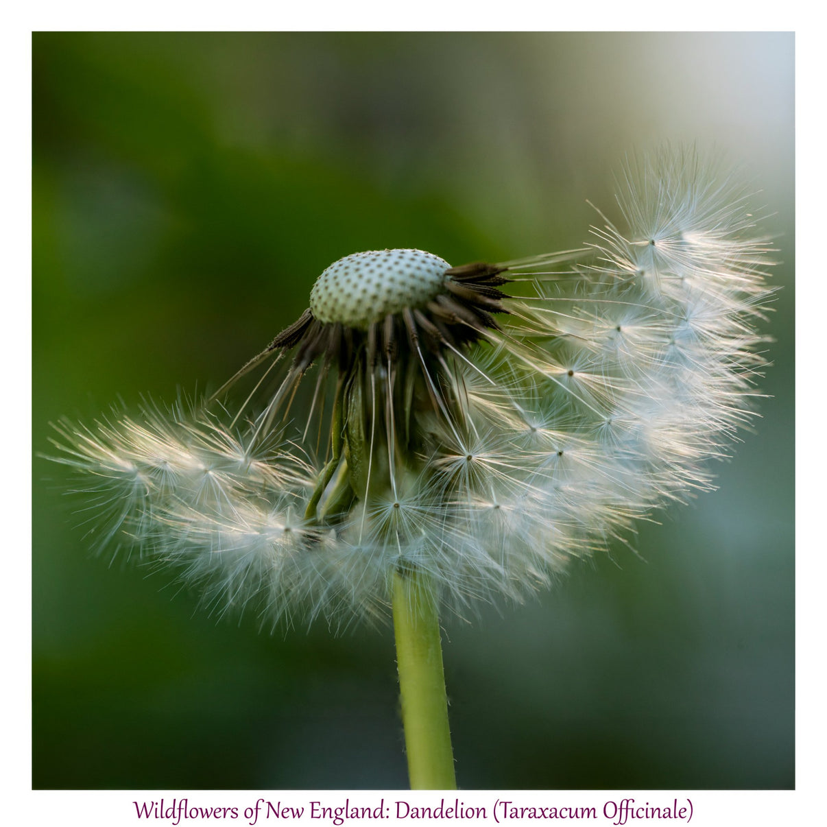 6931e60969a9d70b9e33c35a_wild-flowers-of-new-england-dandelion_1782653591690.jpg