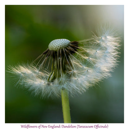 6931e60969a9d70b9e33c35a_wild-flowers-of-new-england-dandelion_1782653591690.jpg