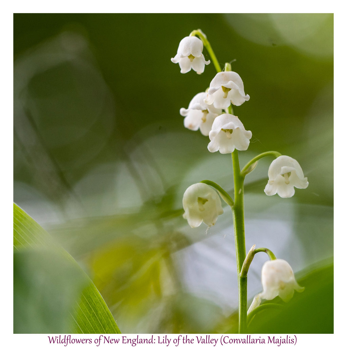 6931e60969a9d70b9e33c35a_wild-flowers-of-new-england-lilyofthevalley_1782653591690.jpg