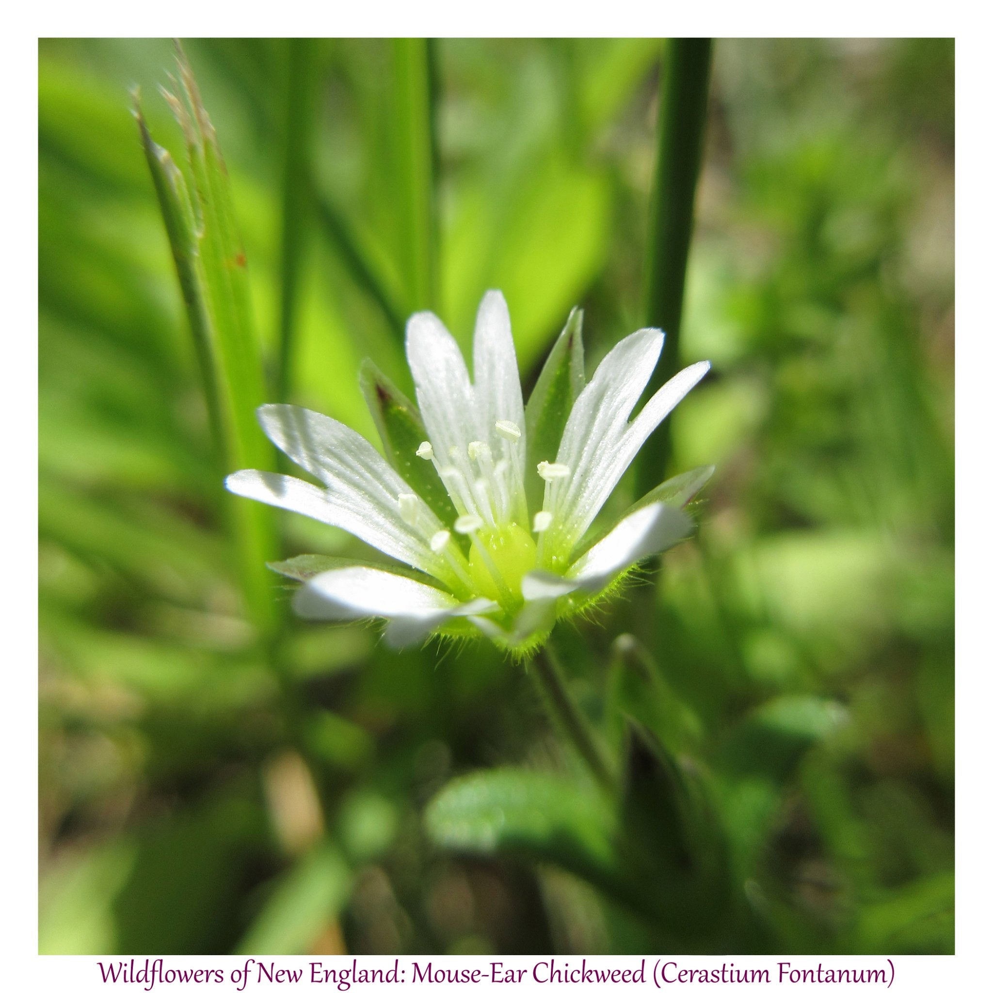 6931e60969a9d70b9e33c35a_wild-flowers-of-new-england-mouse-ear-chickweed_1782653591690.jpg