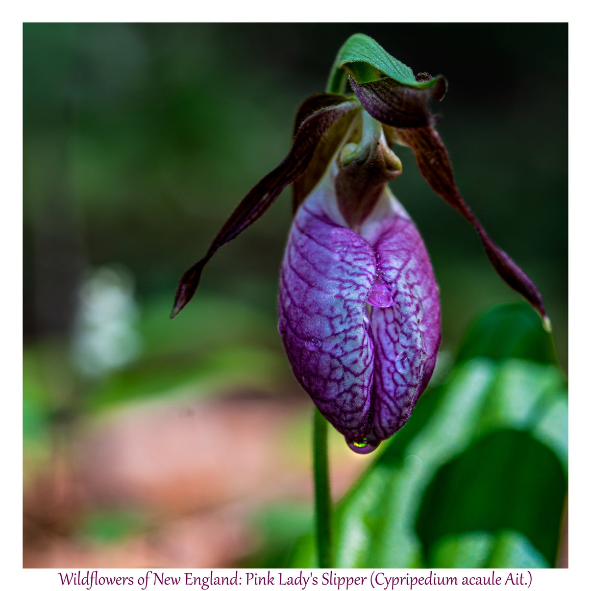 6931e60969a9d70b9e33c35a_wild-flowers-of-new-england-pink-lady-slipper_1782653591691.jpg