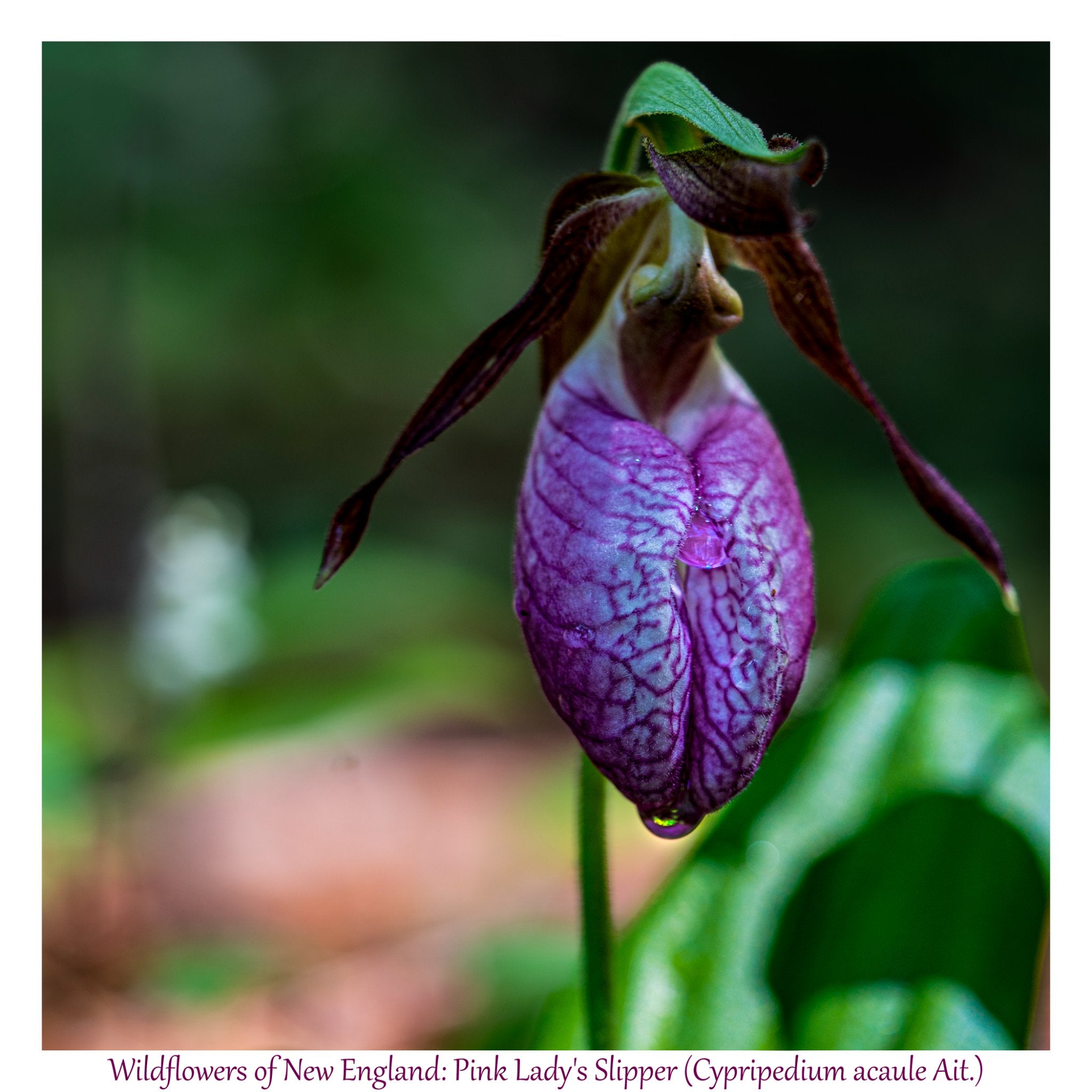 6931e60969a9d70b9e33c35a_wild-flowers-of-new-england-pink-lady-slipper_1782653591691.jpg