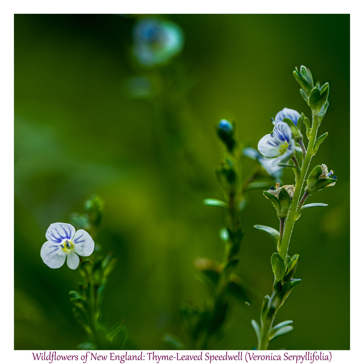 6931e60969a9d70b9e33c35a_wild-flowers-of-new-england-speedwell_1782653591691.jpg