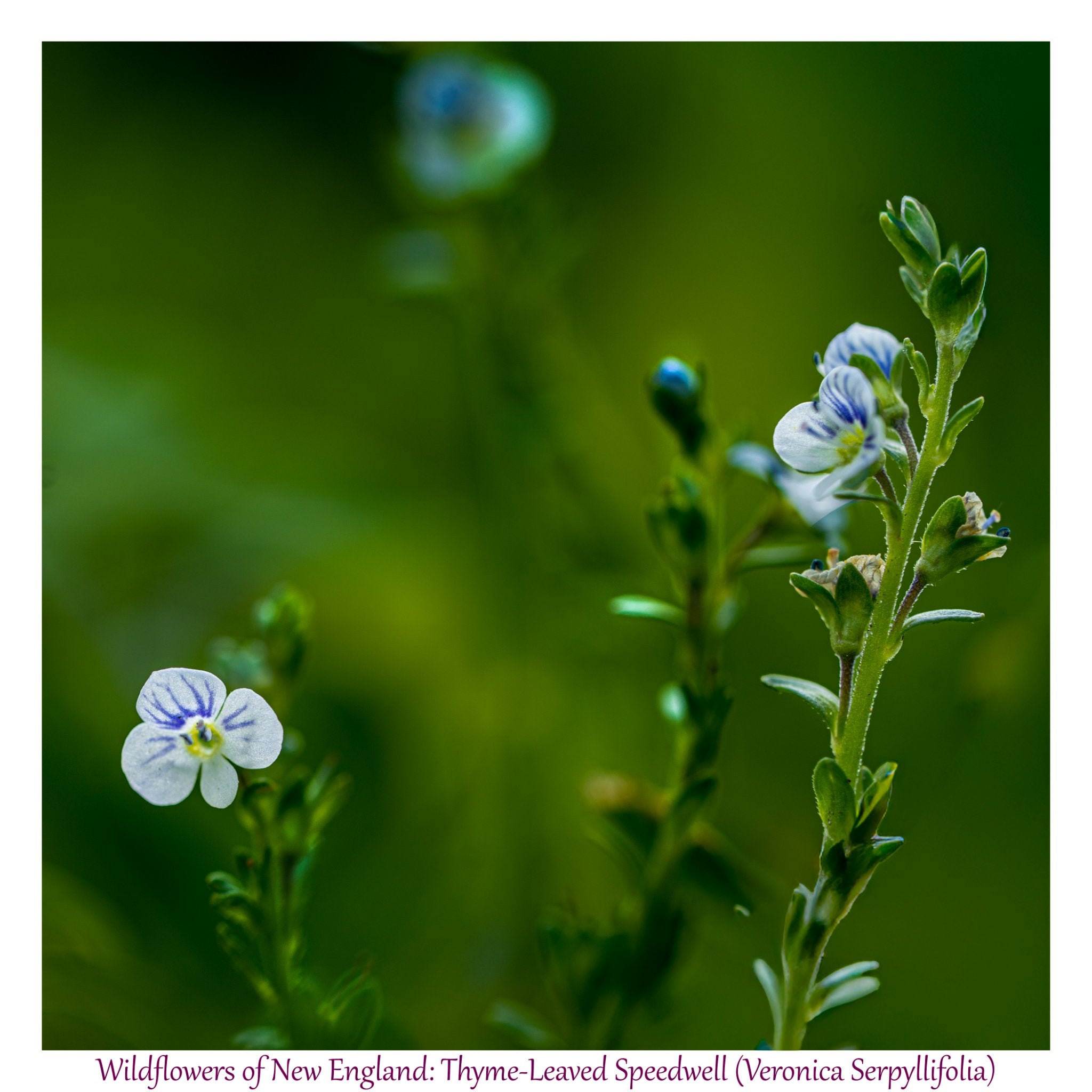 6931e60969a9d70b9e33c35a_wild-flowers-of-new-england-speedwell_1782653591691.jpg